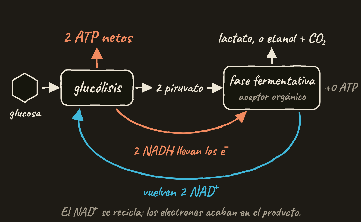 Esquema: la glucosa pasa por la glucólisis, que da 2 ATP netos y 2 piruvatos. La fase fermentativa, con un aceptor orgánico, da lactato, o etanol y CO₂, y ningún ATP. Los 2 NADH llevan los electrones a la fase fermentativa y vuelven 2 NAD⁺ a la glucólisis.