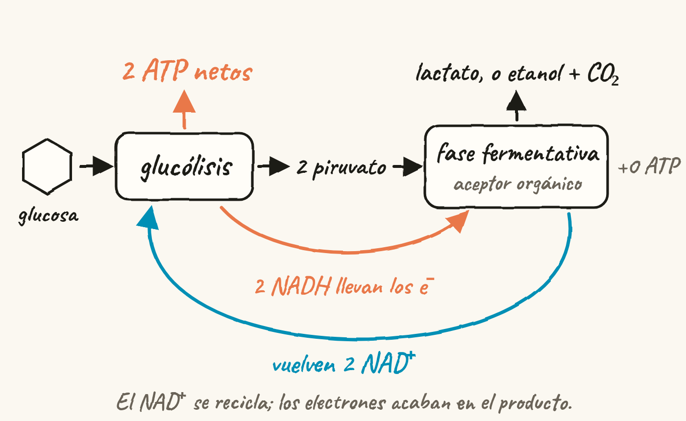 Esquema: la glucosa pasa por la glucólisis, que da 2 ATP netos y 2 piruvatos. La fase fermentativa, con un aceptor orgánico, da lactato, o etanol y CO₂, y ningún ATP. Los 2 NADH llevan los electrones a la fase fermentativa y vuelven 2 NAD⁺ a la glucólisis.