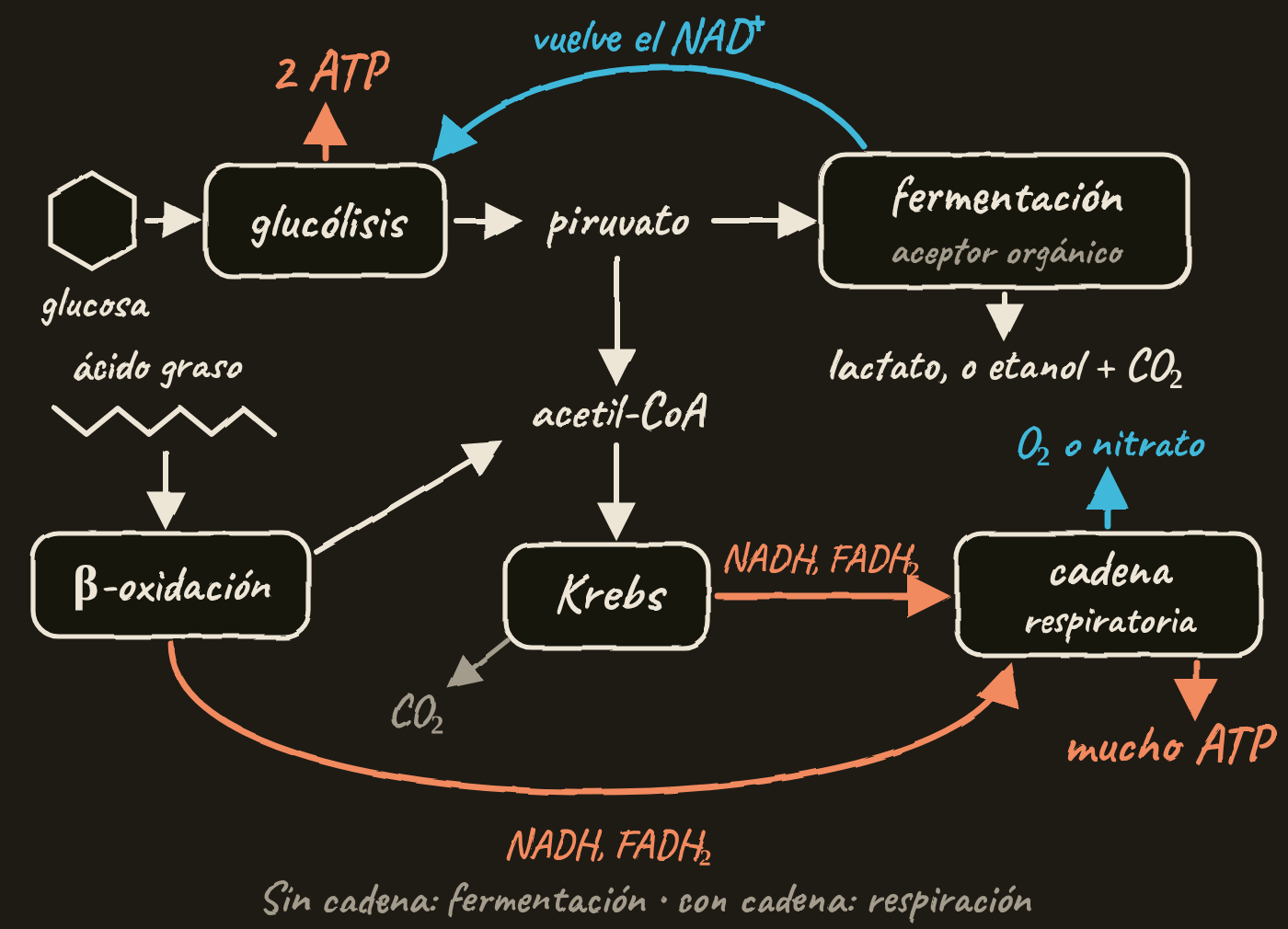 Mapa: la glucosa pasa por la glucólisis, que da 2 ATP, y forma piruvato. Sin cadena, la fermentación, con un aceptor orgánico, da lactato, o etanol y CO₂, y devuelve el NAD⁺ a la glucólisis. Con cadena, el piruvato da acetil-CoA, que entra en el ciclo de Krebs y libera CO₂. El ácido graso entra por la β-oxidación, que da acetil-CoA. El NADH y el FADH₂ de la β-oxidación y de Krebs van a la cadena respiratoria, que cede los electrones al O₂ o al nitrato y hace mucho ATP.