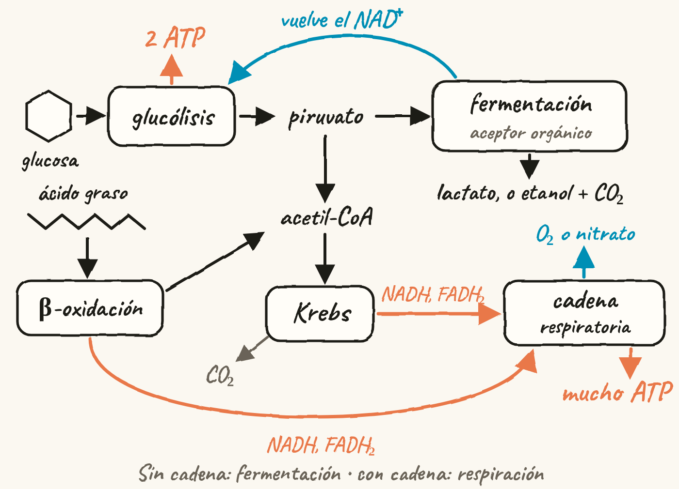 Mapa: la glucosa pasa por la glucólisis, que da 2 ATP, y forma piruvato. Sin cadena, la fermentación, con un aceptor orgánico, da lactato, o etanol y CO₂, y devuelve el NAD⁺ a la glucólisis. Con cadena, el piruvato da acetil-CoA, que entra en el ciclo de Krebs y libera CO₂. El ácido graso entra por la β-oxidación, que da acetil-CoA. El NADH y el FADH₂ de la β-oxidación y de Krebs van a la cadena respiratoria, que cede los electrones al O₂ o al nitrato y hace mucho ATP.