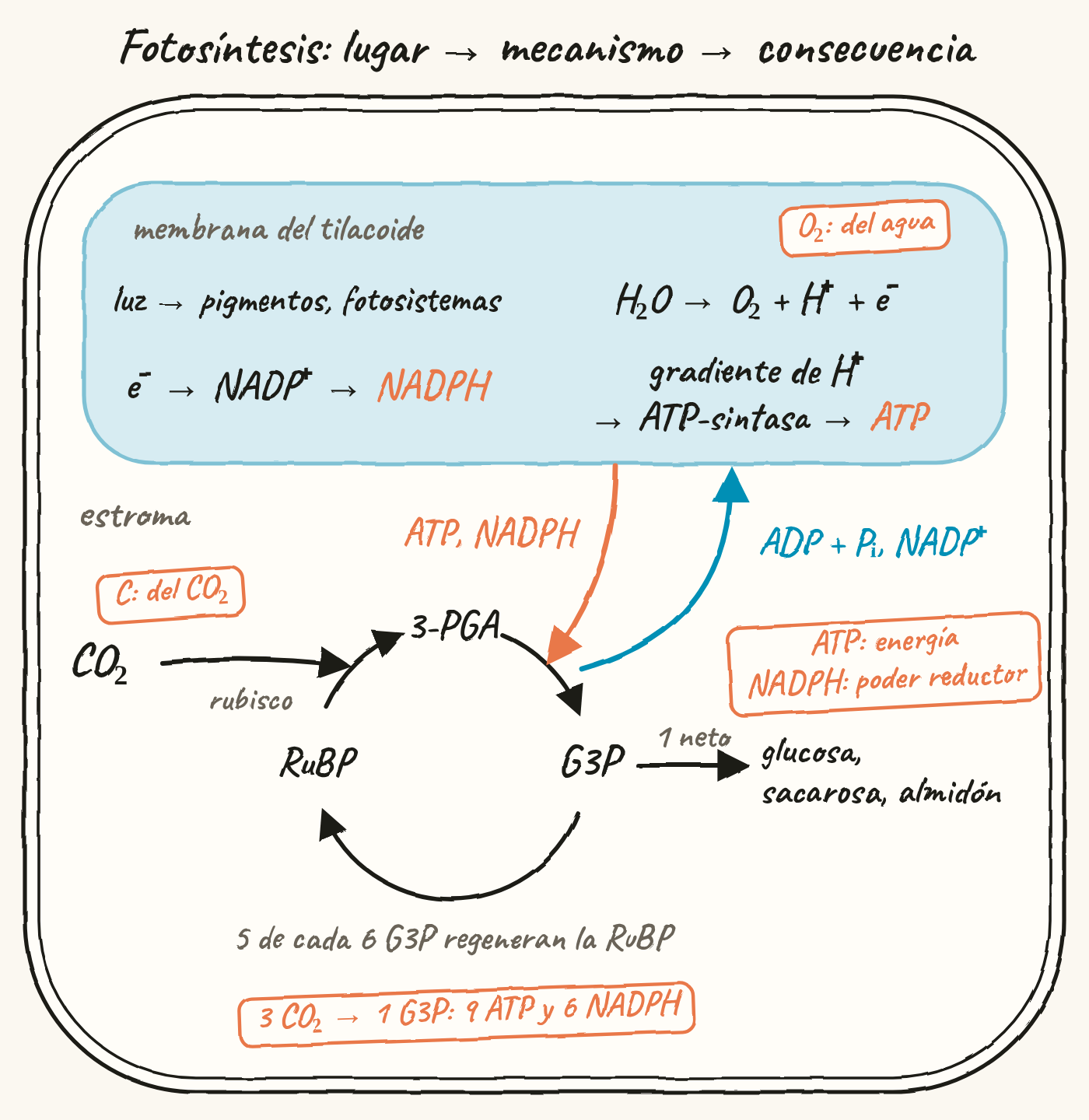 Mapa en forma de cloroplasto, bajo el título «Fotosíntesis: lugar → mecanismo → consecuencia». Arriba, la membrana del tilacoide: la luz llega a los pigmentos y fotosistemas; el agua se rompe en O₂, H⁺ y electrones; los electrones van al NADP⁺, que forma NADPH; el gradiente de H⁺ pasa por la ATP-sintasa y forma ATP. Un sello recuerda que el O₂ viene del agua. Abajo, el estroma con el ciclo de Calvin: el CO₂ se une a la RuBP gracias a la rubisco y forma 3-PGA, que con el ATP y el NADPH de la membrana pasa a G3P. Hacia la membrana vuelven el ADP + Pᵢ y el NADP⁺. De cada 6 G3P, 5 regeneran la RuBP, y 1 G3P neto da glucosa, sacarosa y almidón. Unos sellos indican que el carbono viene del CO₂, que el ATP aporta energía y el NADPH poder reductor, y que por 3 CO₂ se obtiene 1 G3P con 9 ATP y 6 NADPH.