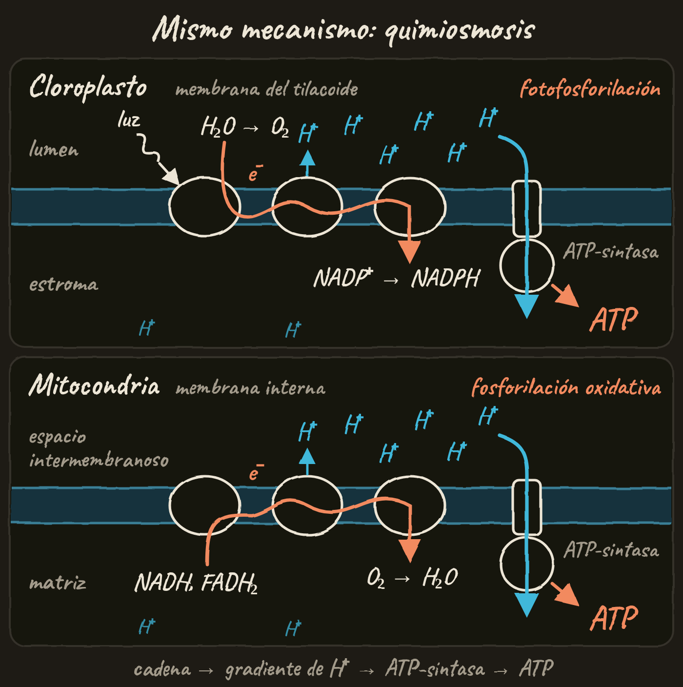 Esquema en dos paneles con la misma disposición, bajo el título «Mismo mecanismo: quimiosmosis». Arriba, el cloroplasto y la membrana del tilacoide: la luz llega a la cadena, los electrones salen del agua (H₂O → O₂) en el lumen, pasan por la cadena y van al NADP⁺, que se convierte en NADPH en el estroma. Los H⁺ se acumulan en el lumen y vuelven al estroma a través de la ATP-sintasa, que forma ATP (fotofosforilación). Abajo, la mitocondria y la membrana interna: los electrones llegan con el NADH y el FADH₂ desde la matriz, pasan por la cadena y van al O₂, que forma H₂O. Los H⁺ se acumulan en el espacio intermembranoso y vuelven a la matriz a través de la ATP-sintasa, que forma ATP (fosforilación oxidativa). Al pie: cadena → gradiente de H⁺ → ATP-sintasa → ATP.
