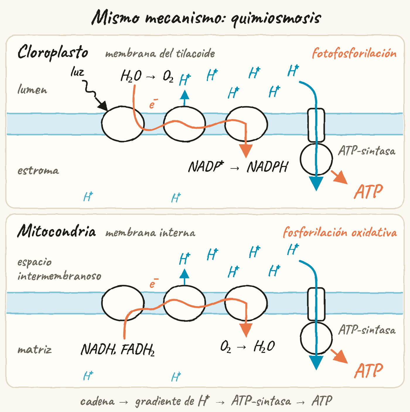 Esquema en dos paneles con la misma disposición, bajo el título «Mismo mecanismo: quimiosmosis». Arriba, el cloroplasto y la membrana del tilacoide: la luz llega a la cadena, los electrones salen del agua (H₂O → O₂) en el lumen, pasan por la cadena y van al NADP⁺, que se convierte en NADPH en el estroma. Los H⁺ se acumulan en el lumen y vuelven al estroma a través de la ATP-sintasa, que forma ATP (fotofosforilación). Abajo, la mitocondria y la membrana interna: los electrones llegan con el NADH y el FADH₂ desde la matriz, pasan por la cadena y van al O₂, que forma H₂O. Los H⁺ se acumulan en el espacio intermembranoso y vuelven a la matriz a través de la ATP-sintasa, que forma ATP (fosforilación oxidativa). Al pie: cadena → gradiente de H⁺ → ATP-sintasa → ATP.