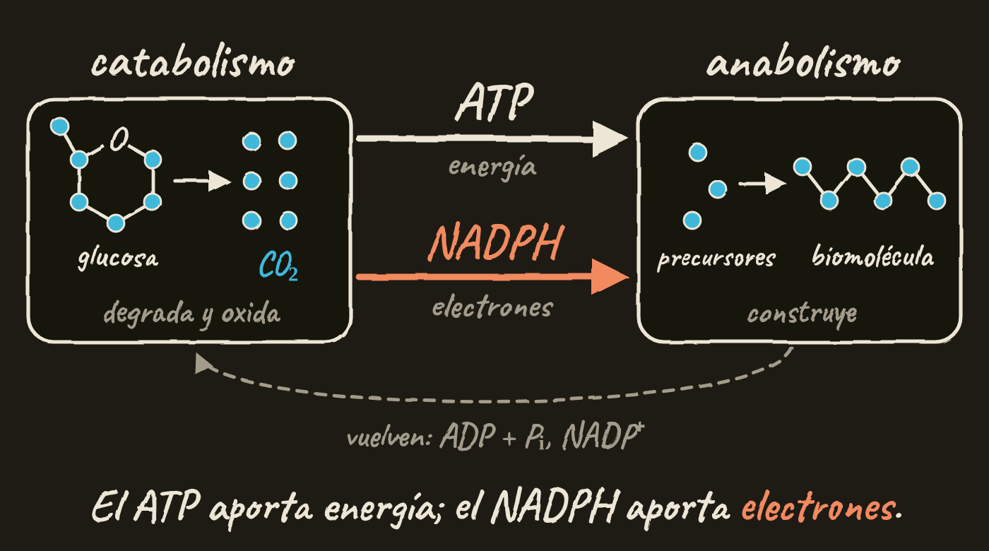 Esquema con dos cajas. A la izquierda, el catabolismo degrada y oxida: la glucosa, con sus seis carbonos, pasa a CO₂. A la derecha, el anabolismo construye: unos precursores forman una biomolécula. Del catabolismo al anabolismo van el ATP, que aporta energía, y el NADPH, que aporta electrones; vuelven el ADP más fosfato y el NADP⁺. Al pie: el ATP aporta energía; el NADPH aporta electrones.