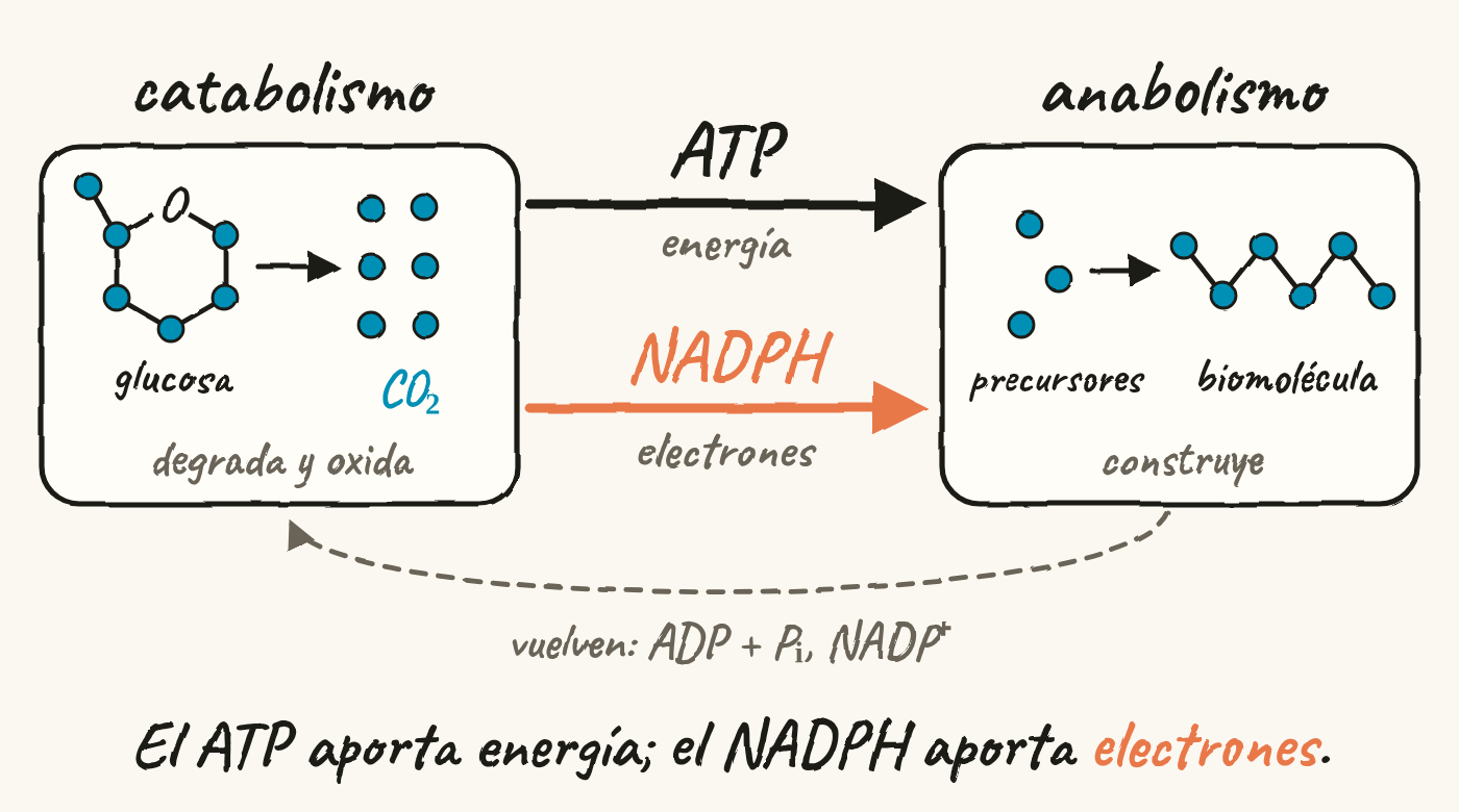 Esquema con dos cajas. A la izquierda, el catabolismo degrada y oxida: la glucosa, con sus seis carbonos, pasa a CO₂. A la derecha, el anabolismo construye: unos precursores forman una biomolécula. Del catabolismo al anabolismo van el ATP, que aporta energía, y el NADPH, que aporta electrones; vuelven el ADP más fosfato y el NADP⁺. Al pie: el ATP aporta energía; el NADPH aporta electrones.