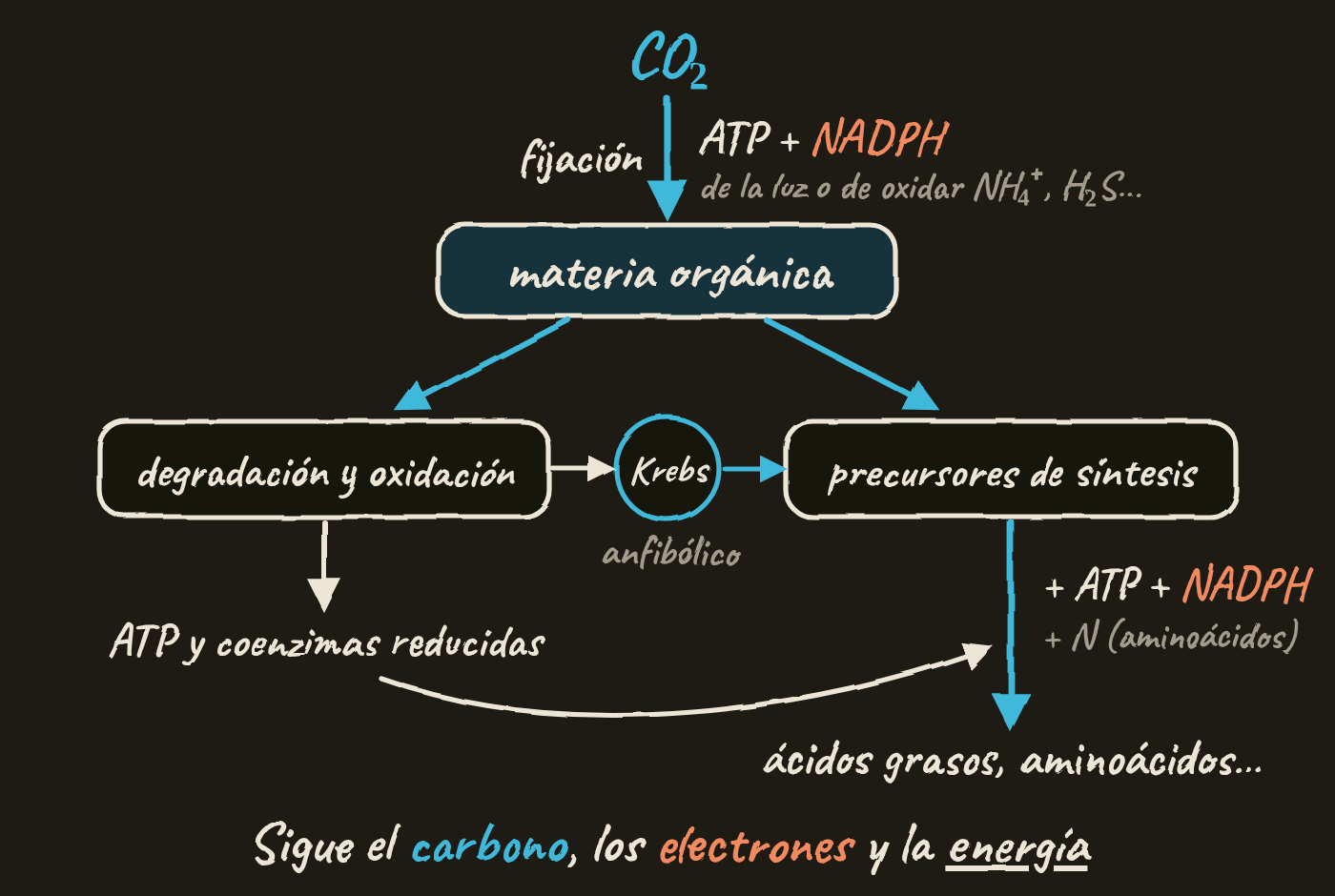 Mapa de conexiones. El CO₂ se fija con ATP y NADPH, que vienen de la luz o de oxidar NH₄⁺ o H₂S, y forma materia orgánica. La materia orgánica se degrada y se oxida, lo que da ATP y coenzimas reducidas, o hace de precursor de síntesis. Entre las dos ramas, el ciclo de Krebs es anfibólico. Los precursores, con ATP y NADPH, y con nitrógeno para los aminoácidos, dan ácidos grasos y aminoácidos; el ATP del catabolismo llega a esas síntesis. Al pie: sigue el carbono, los electrones y la energía.