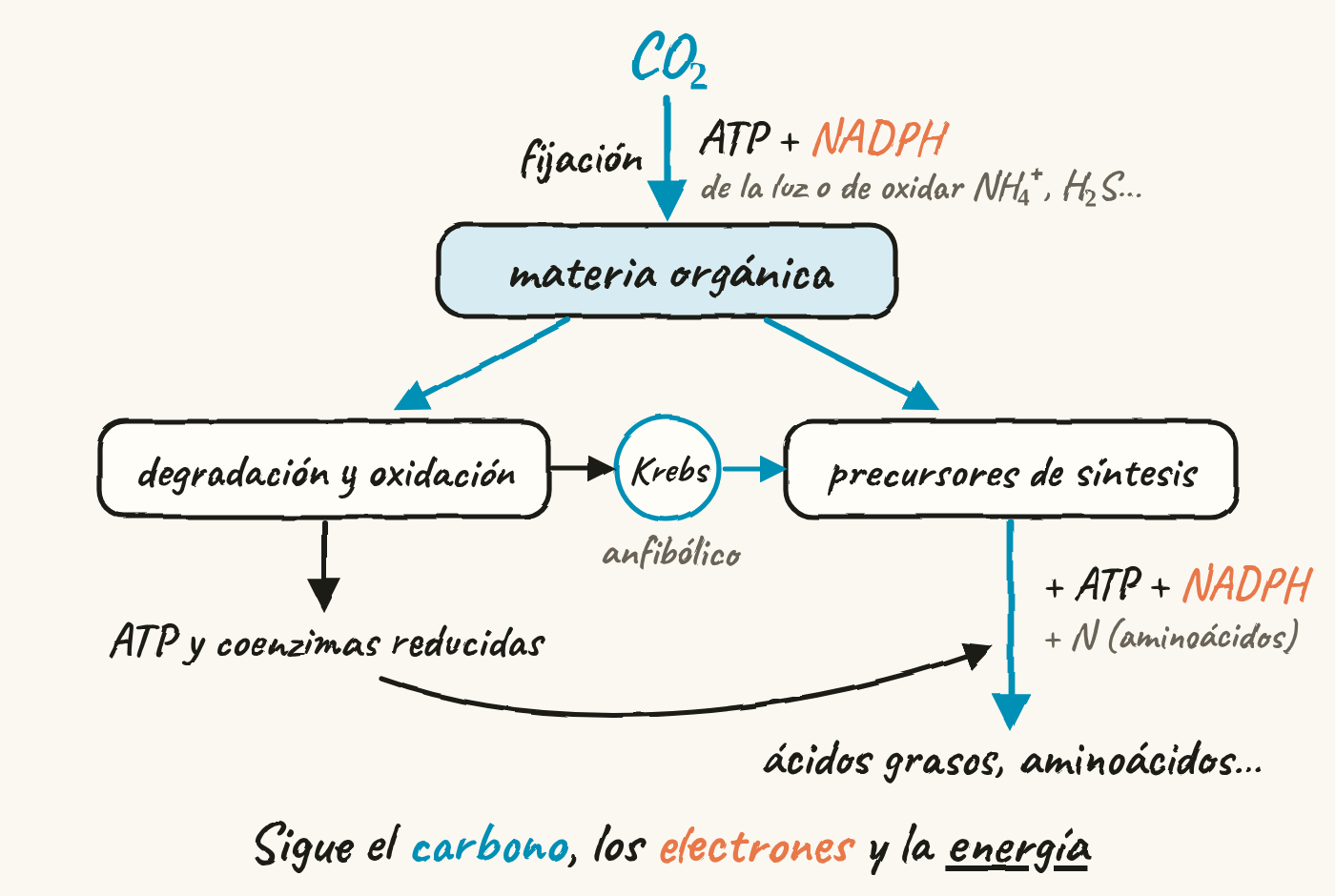 Mapa de conexiones. El CO₂ se fija con ATP y NADPH, que vienen de la luz o de oxidar NH₄⁺ o H₂S, y forma materia orgánica. La materia orgánica se degrada y se oxida, lo que da ATP y coenzimas reducidas, o hace de precursor de síntesis. Entre las dos ramas, el ciclo de Krebs es anfibólico. Los precursores, con ATP y NADPH, y con nitrógeno para los aminoácidos, dan ácidos grasos y aminoácidos; el ATP del catabolismo llega a esas síntesis. Al pie: sigue el carbono, los electrones y la energía.