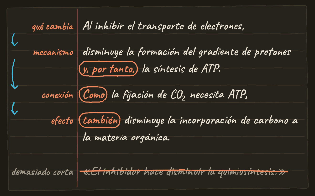 Hoja de libreta con la respuesta modelo escrita a mano en cuatro piezas marcadas en el margen. Qué cambia: al inhibir el transporte de electrones. Mecanismo: disminuye la formación del gradiente de protones y, por tanto, la síntesis de ATP. Conexión: como la fijación de CO₂ necesita ATP. Efecto: también disminuye la incorporación de carbono a la materia orgánica. Los conectores están rodeados con un círculo. Debajo, tachada por demasiado corta: el inhibidor hace disminuir la quimiosíntesis.