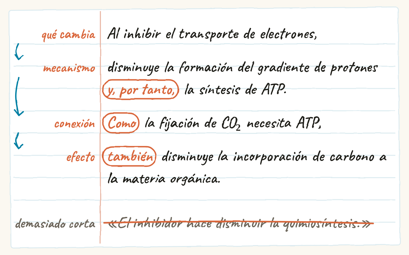 Hoja de libreta con la respuesta modelo escrita a mano en cuatro piezas marcadas en el margen. Qué cambia: al inhibir el transporte de electrones. Mecanismo: disminuye la formación del gradiente de protones y, por tanto, la síntesis de ATP. Conexión: como la fijación de CO₂ necesita ATP. Efecto: también disminuye la incorporación de carbono a la materia orgánica. Los conectores están rodeados con un círculo. Debajo, tachada por demasiado corta: el inhibidor hace disminuir la quimiosíntesis.
