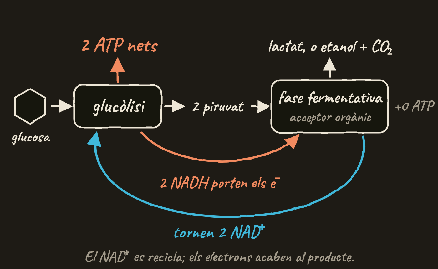 Esquema: la glucosa passa per la glucòlisi, que dona 2 ATP nets i 2 piruvats. La fase fermentativa, amb un acceptor orgànic, dona lactat, o etanol i CO₂, i cap ATP. Els 2 NADH porten els electrons a la fase fermentativa i tornen 2 NAD⁺ a la glucòlisi.
