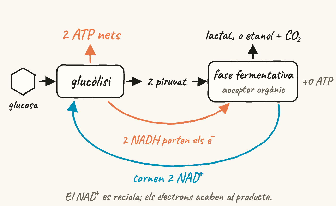 Esquema: la glucosa passa per la glucòlisi, que dona 2 ATP nets i 2 piruvats. La fase fermentativa, amb un acceptor orgànic, dona lactat, o etanol i CO₂, i cap ATP. Els 2 NADH porten els electrons a la fase fermentativa i tornen 2 NAD⁺ a la glucòlisi.