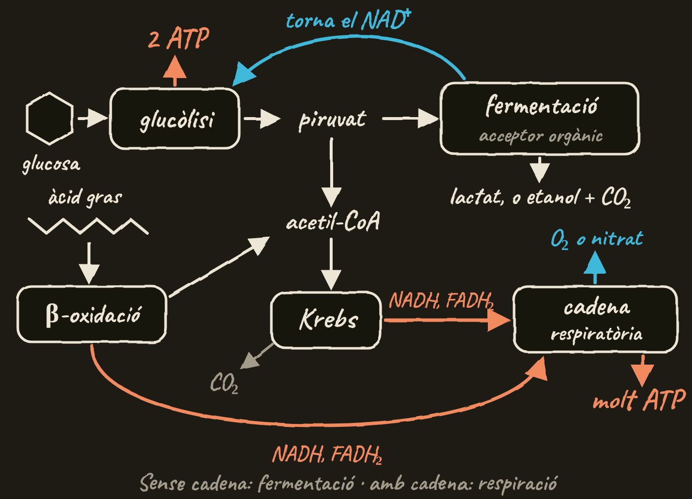 Mapa: la glucosa passa per la glucòlisi, que dona 2 ATP, i forma piruvat. Sense cadena, la fermentació, amb un acceptor orgànic, dona lactat, o etanol i CO₂, i torna el NAD⁺ a la glucòlisi. Amb cadena, el piruvat dona acetil-CoA, que entra al cicle de Krebs i allibera CO₂. L’àcid gras entra per la β-oxidació, que dona acetil-CoA. El NADH i el FADH₂ de la β-oxidació i de Krebs van a la cadena respiratòria, que cedeix els electrons a l’O₂ o al nitrat i fa molt ATP.