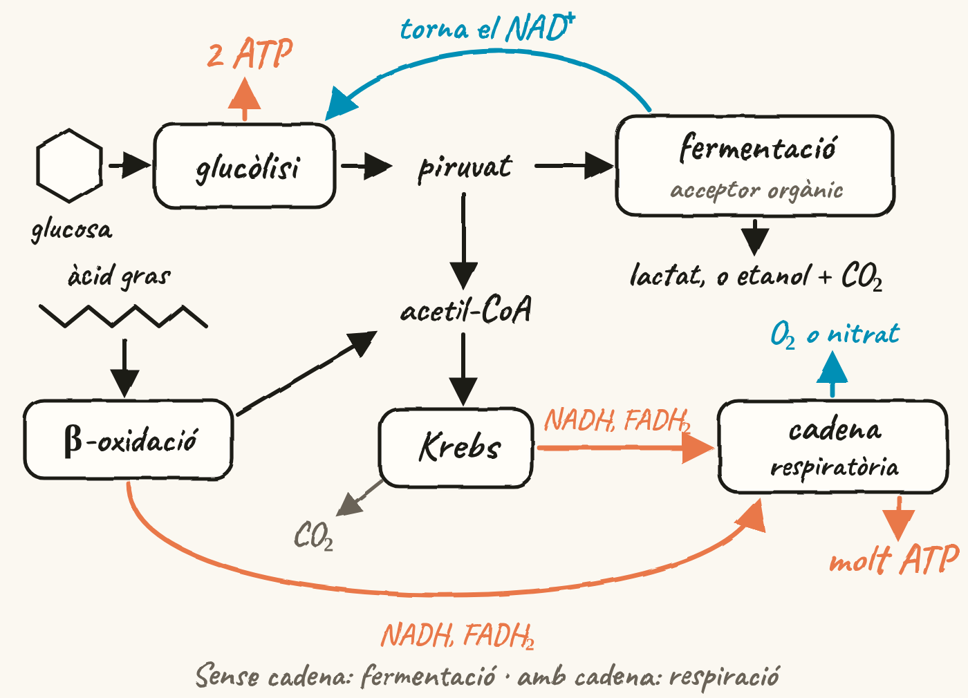 Mapa: la glucosa passa per la glucòlisi, que dona 2 ATP, i forma piruvat. Sense cadena, la fermentació, amb un acceptor orgànic, dona lactat, o etanol i CO₂, i torna el NAD⁺ a la glucòlisi. Amb cadena, el piruvat dona acetil-CoA, que entra al cicle de Krebs i allibera CO₂. L’àcid gras entra per la β-oxidació, que dona acetil-CoA. El NADH i el FADH₂ de la β-oxidació i de Krebs van a la cadena respiratòria, que cedeix els electrons a l’O₂ o al nitrat i fa molt ATP.