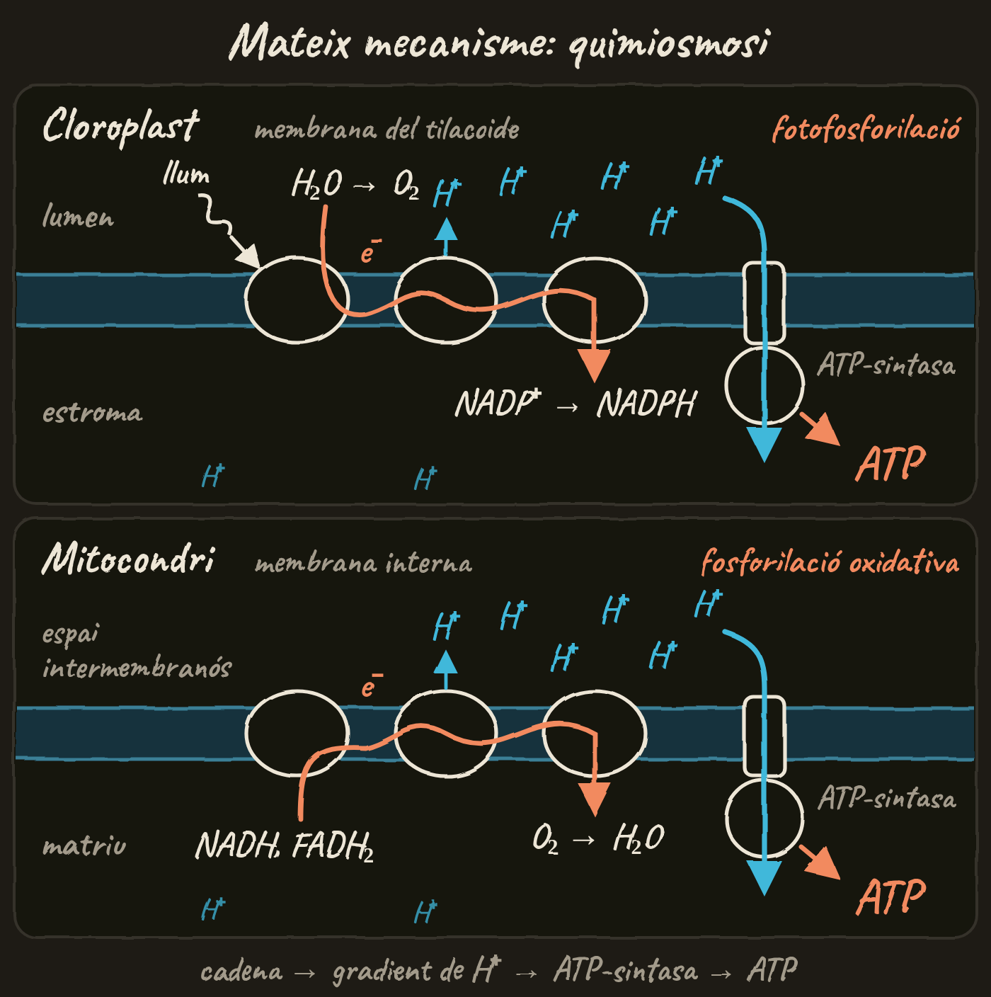 Esquema en dos panells amb la mateixa disposició, sota el títol «Mateix mecanisme: quimiosmosi». A dalt, el cloroplast i la membrana del tilacoide: la llum arriba a la cadena, els electrons surten de l’aigua (H₂O → O₂) al lumen, passen per la cadena i van al NADP⁺, que es converteix en NADPH a l’estroma. Els H⁺ s’acumulen al lumen i tornen a l’estroma a través de l’ATP-sintasa, que forma ATP (fotofosforilació). A baix, el mitocondri i la membrana interna: els electrons arriben amb el NADH i el FADH₂ des de la matriu, passen per la cadena i van a l’O₂, que forma H₂O. Els H⁺ s’acumulen a l’espai intermembranós i tornen a la matriu a través de l’ATP-sintasa, que forma ATP (fosforilació oxidativa). Al peu: cadena → gradient de H⁺ → ATP-sintasa → ATP.