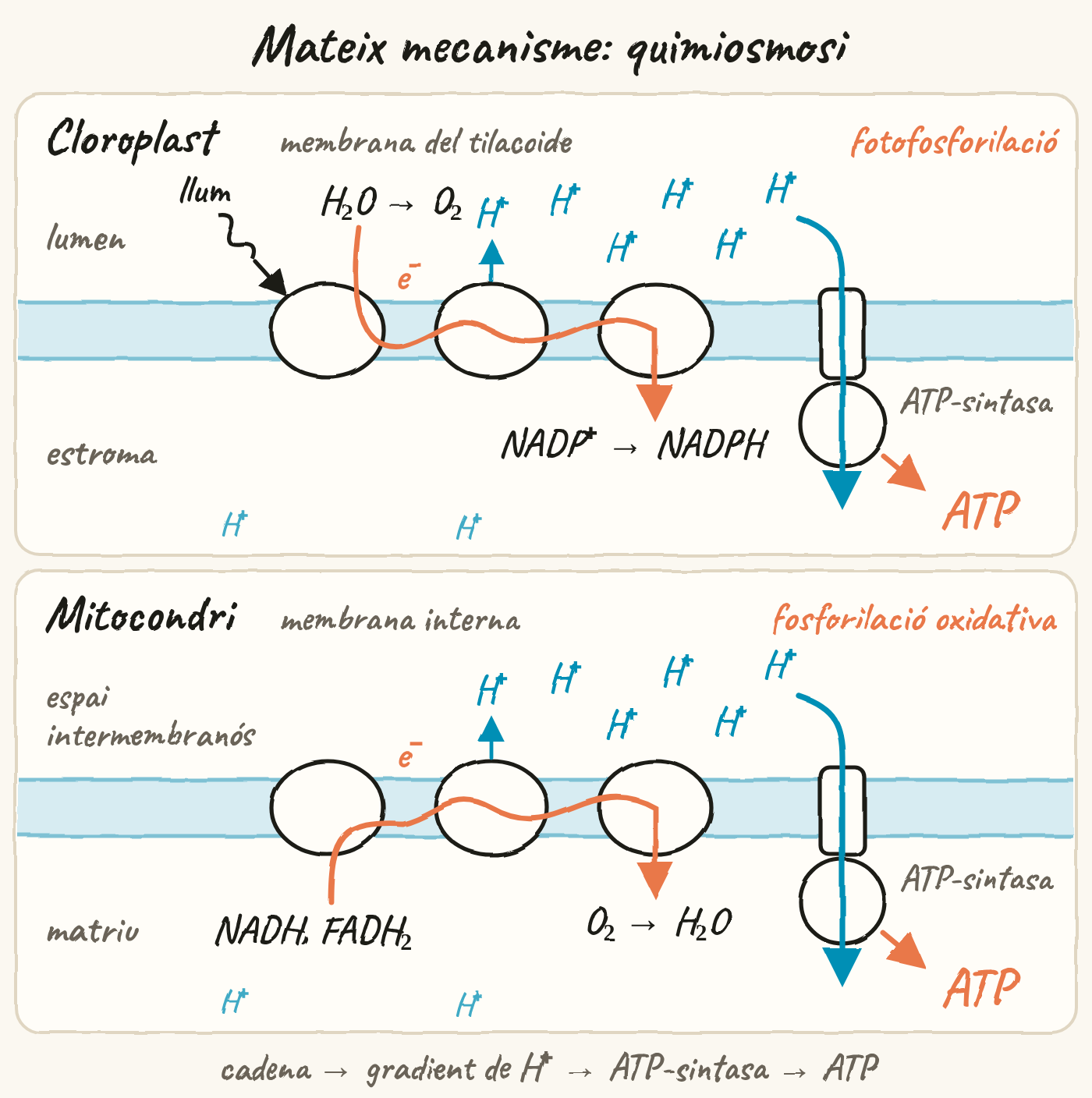 Esquema en dos panells amb la mateixa disposició, sota el títol «Mateix mecanisme: quimiosmosi». A dalt, el cloroplast i la membrana del tilacoide: la llum arriba a la cadena, els electrons surten de l’aigua (H₂O → O₂) al lumen, passen per la cadena i van al NADP⁺, que es converteix en NADPH a l’estroma. Els H⁺ s’acumulen al lumen i tornen a l’estroma a través de l’ATP-sintasa, que forma ATP (fotofosforilació). A baix, el mitocondri i la membrana interna: els electrons arriben amb el NADH i el FADH₂ des de la matriu, passen per la cadena i van a l’O₂, que forma H₂O. Els H⁺ s’acumulen a l’espai intermembranós i tornen a la matriu a través de l’ATP-sintasa, que forma ATP (fosforilació oxidativa). Al peu: cadena → gradient de H⁺ → ATP-sintasa → ATP.