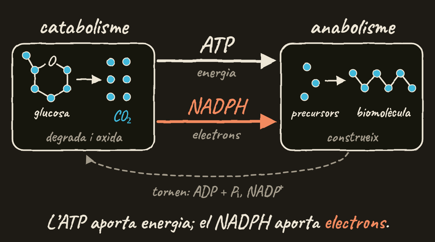 Esquema amb dues caixes. A l’esquerra, el catabolisme degrada i oxida: la glucosa, amb els seus sis carbonis, passa a CO₂. A la dreta, l’anabolisme construeix: uns precursors formen una biomolècula. Del catabolisme a l’anabolisme van l’ATP, que aporta energia, i el NADPH, que aporta electrons; tornen l’ADP més fosfat i el NADP⁺. Al peu: l’ATP aporta energia; el NADPH aporta electrons.