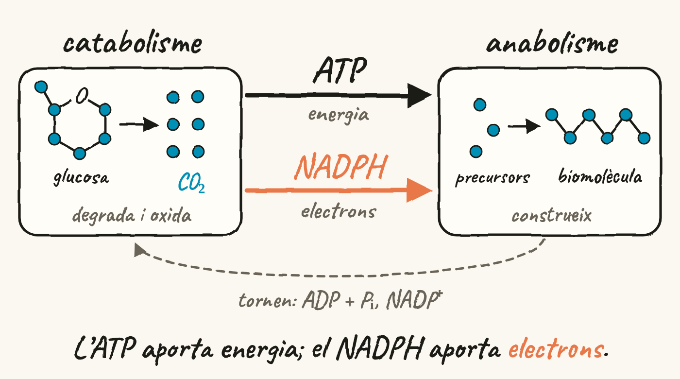 Esquema amb dues caixes. A l’esquerra, el catabolisme degrada i oxida: la glucosa, amb els seus sis carbonis, passa a CO₂. A la dreta, l’anabolisme construeix: uns precursors formen una biomolècula. Del catabolisme a l’anabolisme van l’ATP, que aporta energia, i el NADPH, que aporta electrons; tornen l’ADP més fosfat i el NADP⁺. Al peu: l’ATP aporta energia; el NADPH aporta electrons.