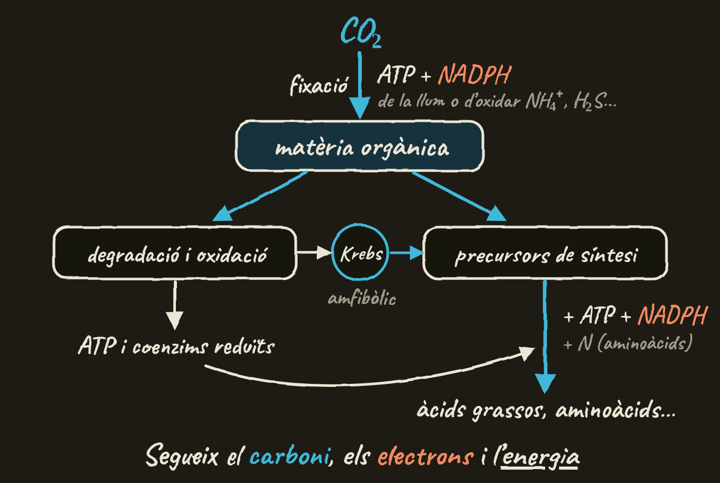 Mapa de connexions. El CO₂ es fixa amb ATP i NADPH, que vénen de la llum o d’oxidar NH₄⁺ o H₂S, i forma matèria orgànica. La matèria orgànica es degrada i s’oxida, cosa que dona ATP i coenzims reduïts, o fa de precursor de síntesi. Entre les dues branques, el cicle de Krebs és amfibòlic. Els precursors, amb ATP i NADPH, i amb nitrogen per als aminoàcids, donen àcids grassos i aminoàcids; l’ATP del catabolisme arriba a aquestes síntesis. Al peu: segueix el carboni, els electrons i l’energia.