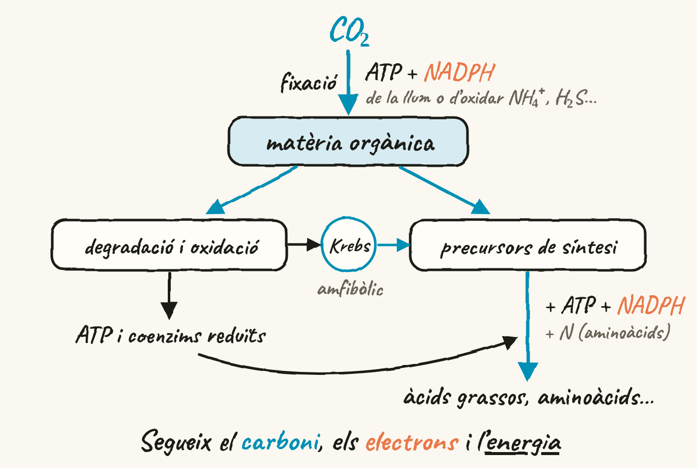 Mapa de connexions. El CO₂ es fixa amb ATP i NADPH, que vénen de la llum o d’oxidar NH₄⁺ o H₂S, i forma matèria orgànica. La matèria orgànica es degrada i s’oxida, cosa que dona ATP i coenzims reduïts, o fa de precursor de síntesi. Entre les dues branques, el cicle de Krebs és amfibòlic. Els precursors, amb ATP i NADPH, i amb nitrogen per als aminoàcids, donen àcids grassos i aminoàcids; l’ATP del catabolisme arriba a aquestes síntesis. Al peu: segueix el carboni, els electrons i l’energia.