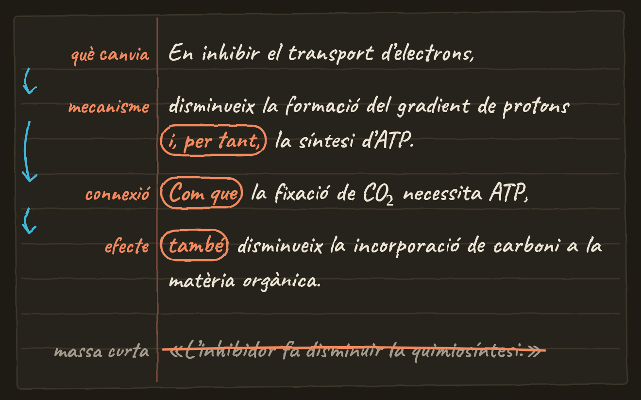 Full de llibreta amb la resposta model escrita a mà en quatre peces marcades al marge. Què canvia: en inhibir el transport d’electrons. Mecanisme: disminueix la formació del gradient de protons i, per tant, la síntesi d’ATP. Connexió: com que la fixació de CO₂ necessita ATP. Efecte: també disminueix la incorporació de carboni a la matèria orgànica. Els connectors estan encerclats. A sota, ratllada com a massa curta: l’inhibidor fa disminuir la quimiosíntesi.