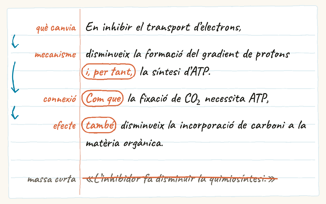 Full de llibreta amb la resposta model escrita a mà en quatre peces marcades al marge. Què canvia: en inhibir el transport d’electrons. Mecanisme: disminueix la formació del gradient de protons i, per tant, la síntesi d’ATP. Connexió: com que la fixació de CO₂ necessita ATP. Efecte: també disminueix la incorporació de carboni a la matèria orgànica. Els connectors estan encerclats. A sota, ratllada com a massa curta: l’inhibidor fa disminuir la quimiosíntesi.